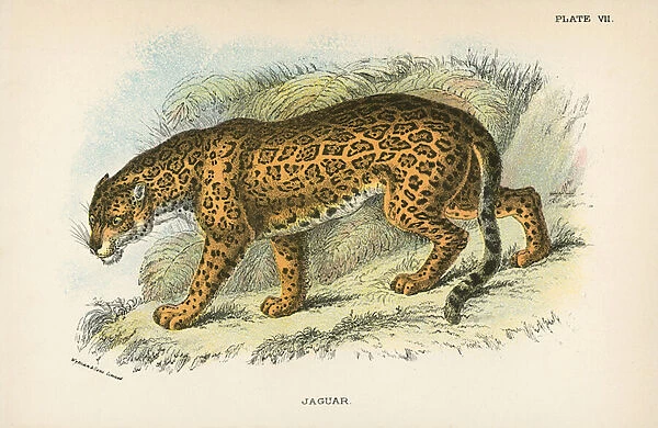 Jaguar. LLM458136 Jaguar by English School, (19th century); Private Collection; (add.info.