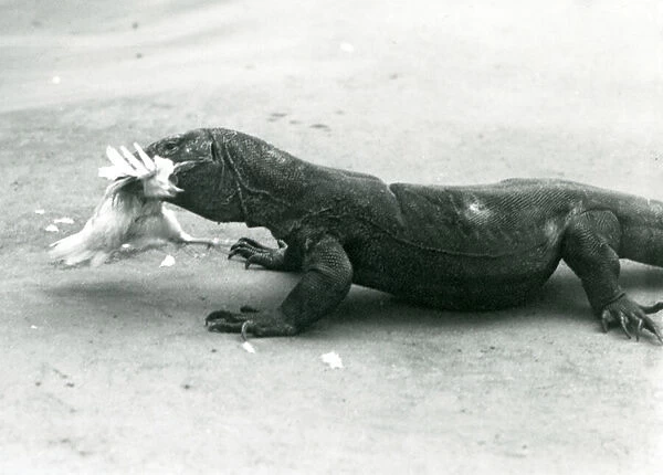 A Komodo Dragon eating a chicken, London Zoo, 1928 (b  /  w photo)