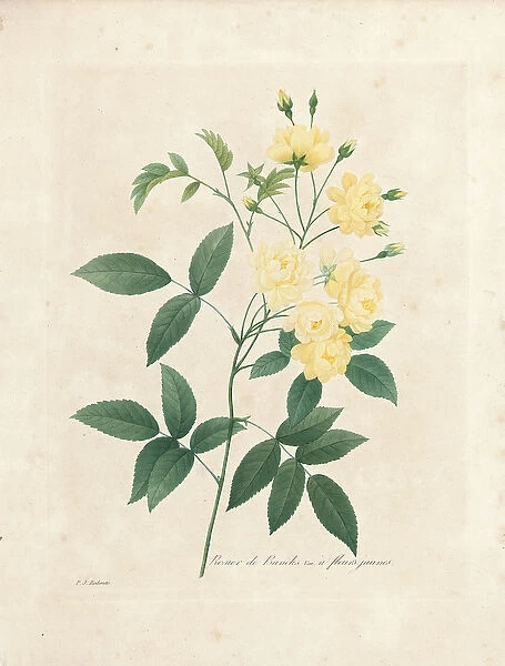 Lady Banks Rose, from Choix des Plus Belles Fleurs et des Plus Beaux Fruits