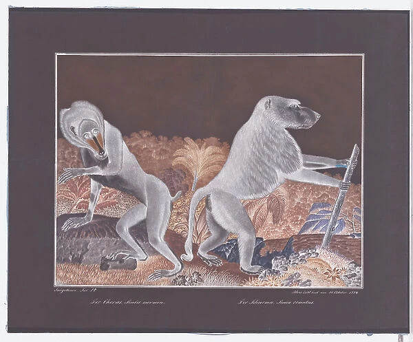 Le Chacma, 1884 (graphite, watercolour, framing lines in pen and brown ink)