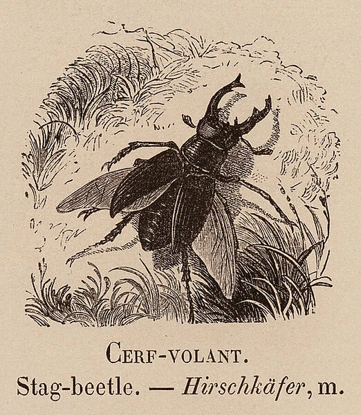 Le Vocabulaire Illustre: Cerf-volant; Stag-beetle; Hirschkafer (engraving)