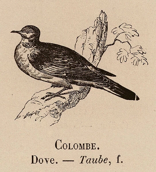Le Vocabulaire Illustre: Colombe; Dove; Taube (engraving)