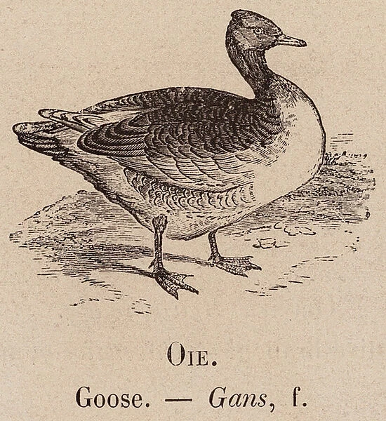 Le Vocabulaire Illustre: Oie; Goose; Gans (engraving)