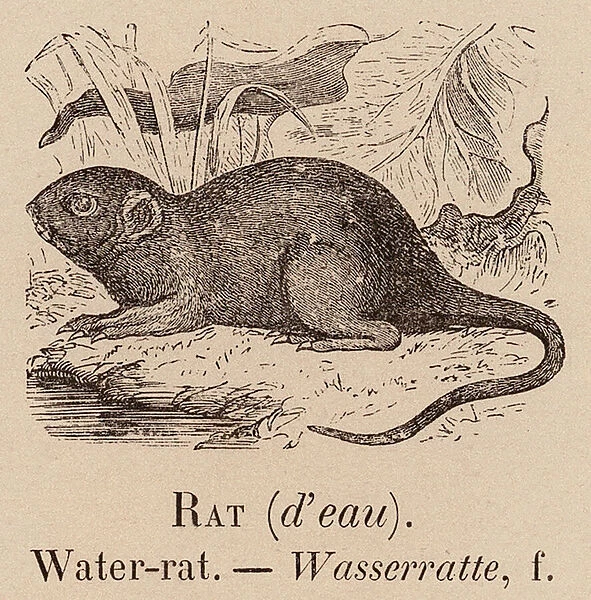 Le Vocabulaire Illustre: Rat (d eau); Water-rat; Wasserratte (engraving)