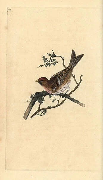 Lesser redpoll, Carduelis cabaret. Handcoloured copperplate drawn and engraved by Edward Donovan from his own 'Natural History of British Birds, 'London, 1794-1819