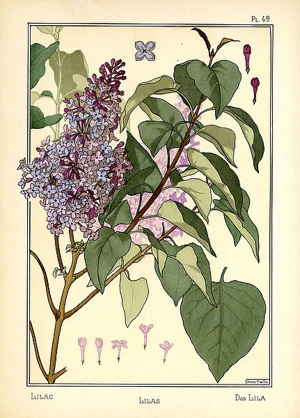 The Lilas (colour litho)