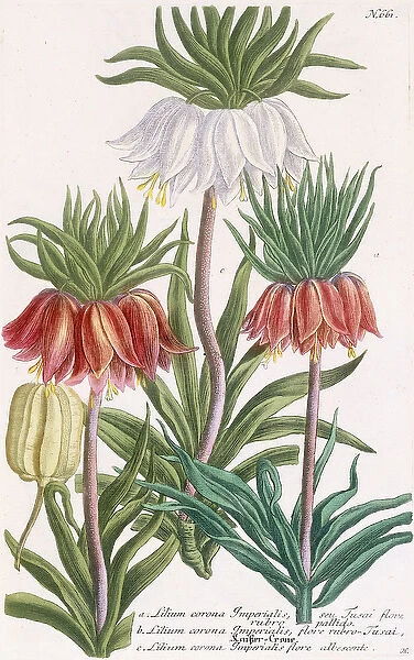 Lilium corona Imperialis (Crown imperial lily), 1737-1745 (engraved and mezzotint plate