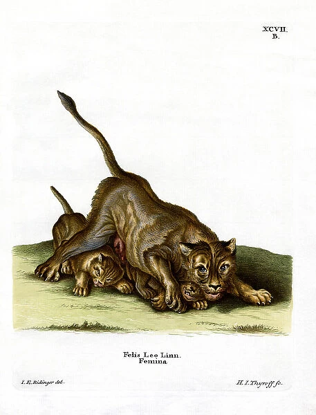 Lioness (coloured engraving)