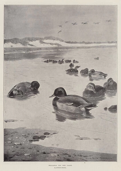 Mallards off the Coast (engraving)