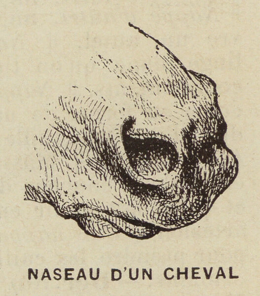 Naseau d un Cheval (engraving)