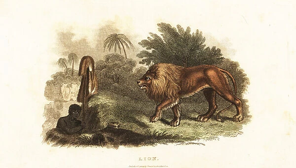 A native of South Africa hunting a lion by luring it into a pit-fall with an animal skin on a stick