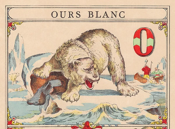 O: Polar Bear