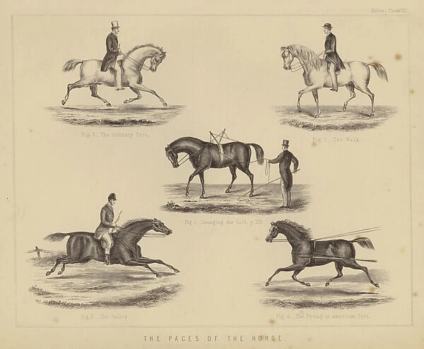 The Paces of the Horse (colour litho)