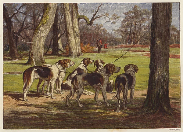 Pack of hounds waiting for a fox hunt to begin (colour litho)
