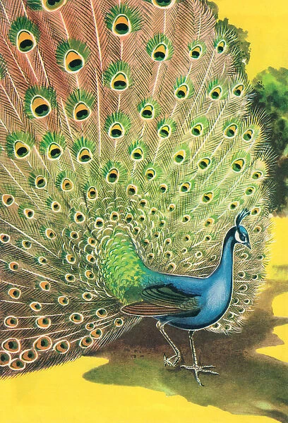 Peacock Displaying Tail Feathers, 1962 (screen print)