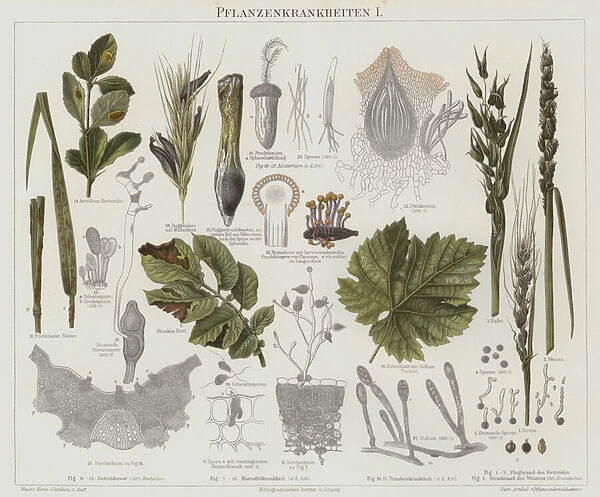 Plant diseases (colour litho)