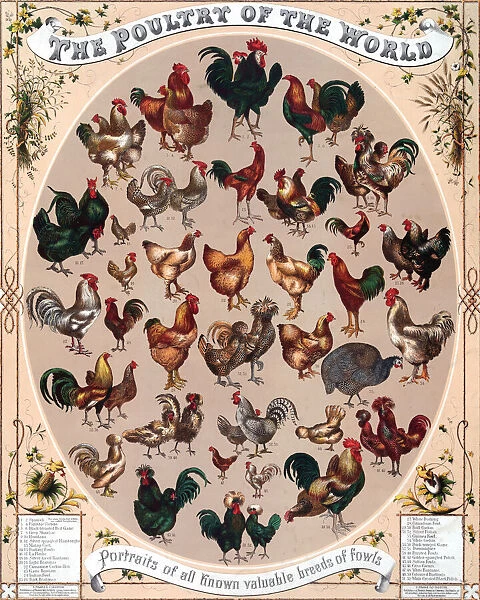 Poultry of the World Poster, 1868 (chromolithograph)