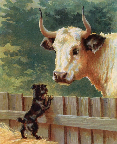Puppy confronting a bull on afarm (chromolitho)