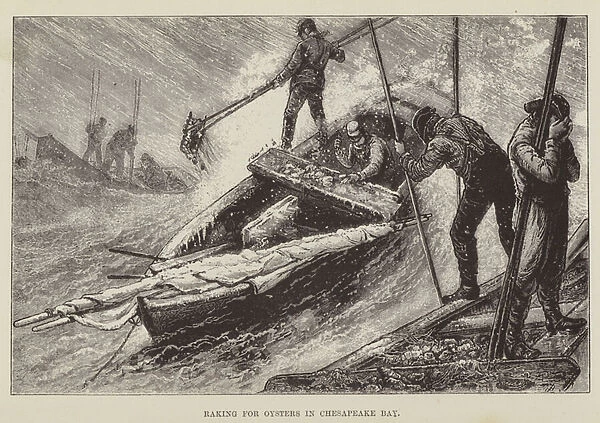 Raking for Oysters in Chesapeake Bay (engraving)