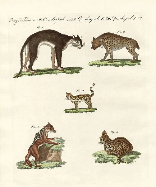 Rapacious animals (coloured engraving)