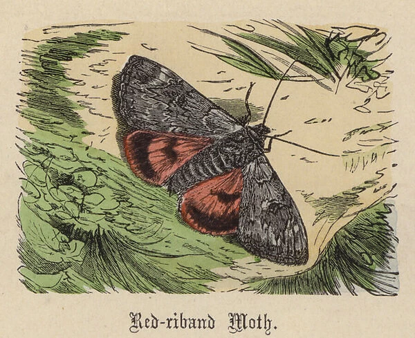 Red-riband Moth (coloured engraving)