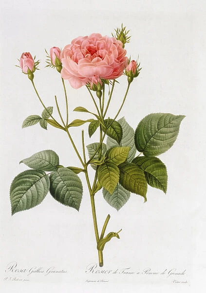 Rosa Gallica Granatus, from Les Roses, vol II, 1821