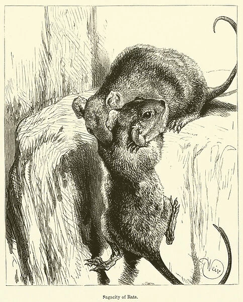 Sagacity of Rats (engraving)