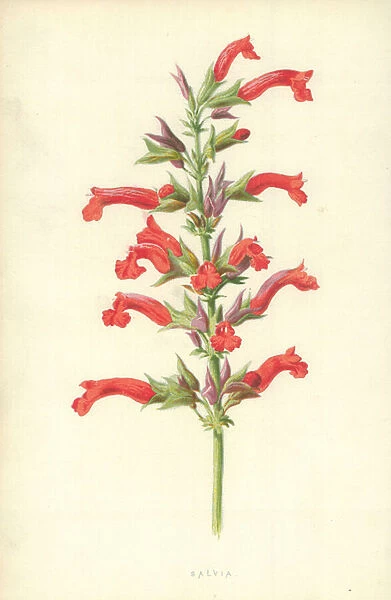 Salvia. LLM457333 Salvia by Hulme, Frederick Edward 