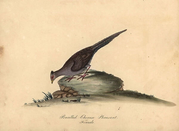 Silver pheasant, Lophura nycthemera, female. (Pencilled Chinese pheasant, Phasianus nycthemerus) Handcoloured copperplate engraving of an illustration Matilda Hayes from William Hayes