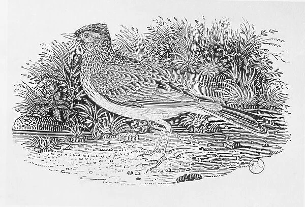 The Skylark (Alauda arvensis) from the History of British Birds Volume I, pub