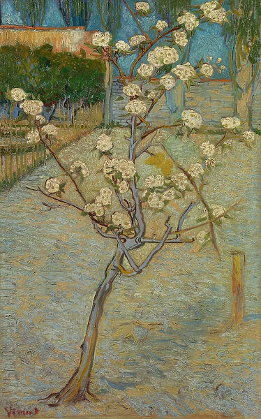 Small pear tree in blossom, 1888 (oil on canvas)