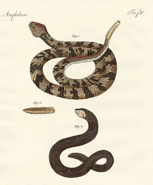 snake (coloured engraving)