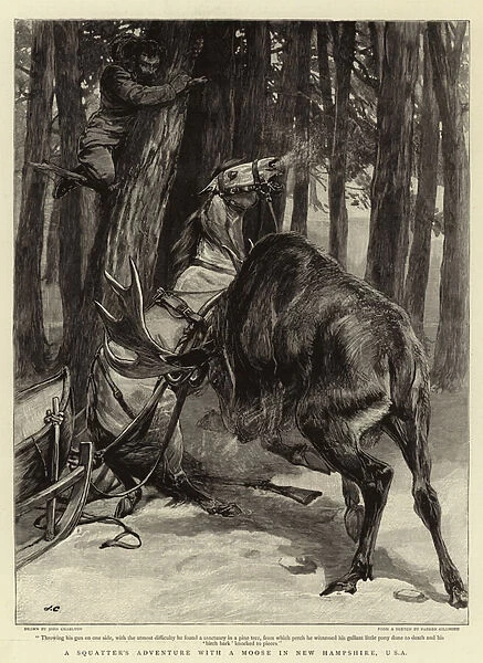 A Squatters Adventure with a Moose in New Hampshire, USA (engraving)