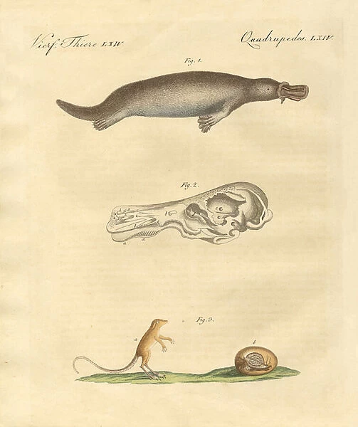 Strange animals (coloured engraving)