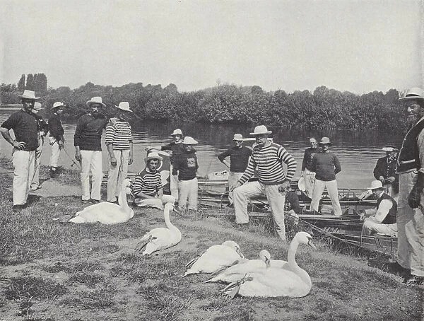 Swan upping on the Thames, examining the Old Birds (b  /  w photo)