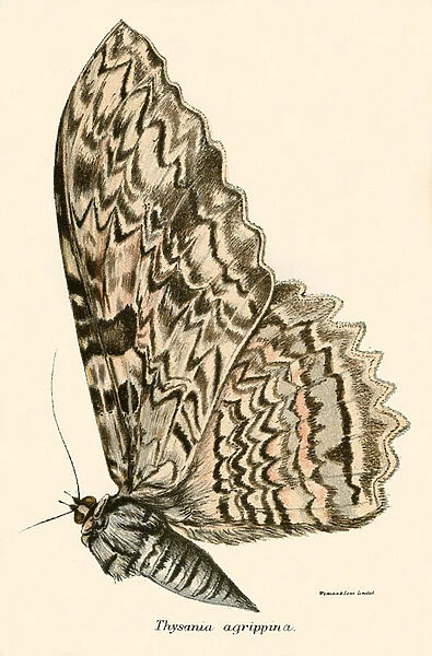 Thysania agrippina, Illustration for A Handbook to the Order Lepidoptera by W F Kirby (Edward Lloyd, 1896)