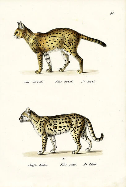 Tiger Cat, 1824 (colour litho)