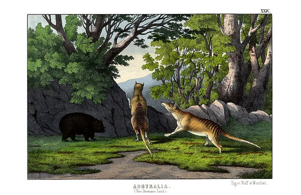 Tiger Wolf, 1860 (colour litho)