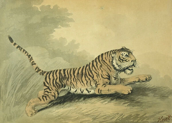 A Tigress leaping to the right, 1807 (w  /  c on paper)