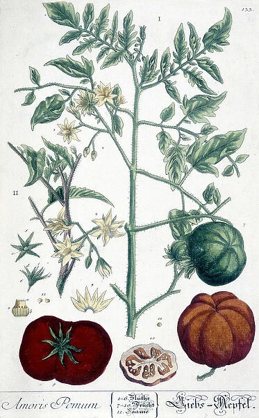 Tomato, botanical board, 19th century