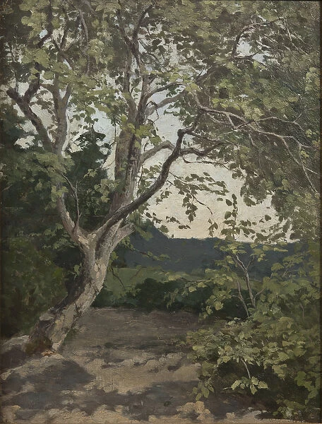 A Tree study (oil on paper)