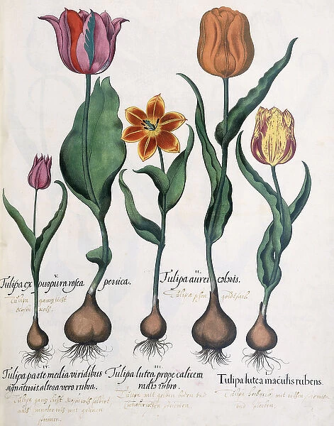 Types of Tulips, 1613 (colour engraving)