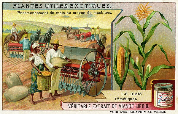 Useful Exotic Plants: Sweet corn
