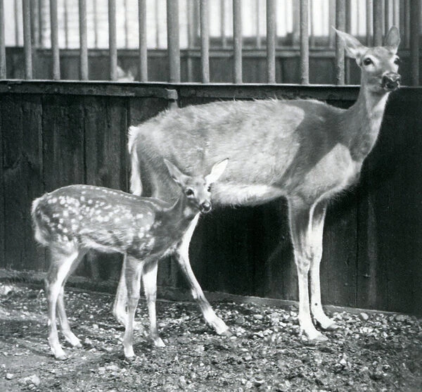 A White-tailed  /  Virginian Deer with her fawn at London Zoo in August 1927 (b  /  w photo)