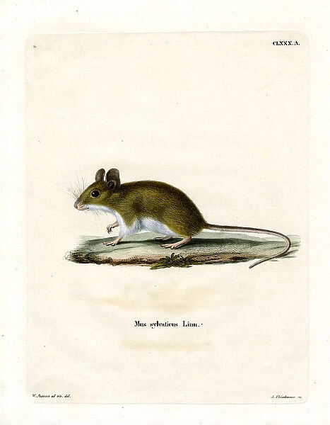 Wood Mouse (coloured engraving)