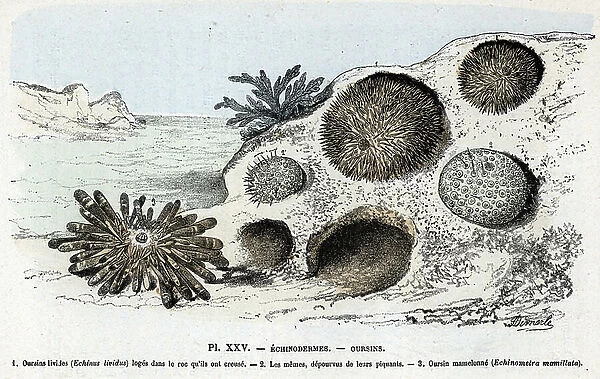Zoological chart: echinoderm, urchins (Zoological plate: Echinoderms, sea urchins) Engraving from ' L'homme et la nature' by Rengade, 1887 Collection privee A