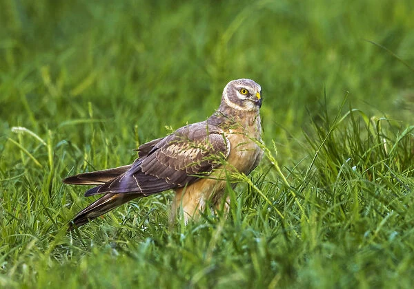 2nd year male Pallid Harrier stay for a while on the same field in Oth'®e, Belgium during spring migration
