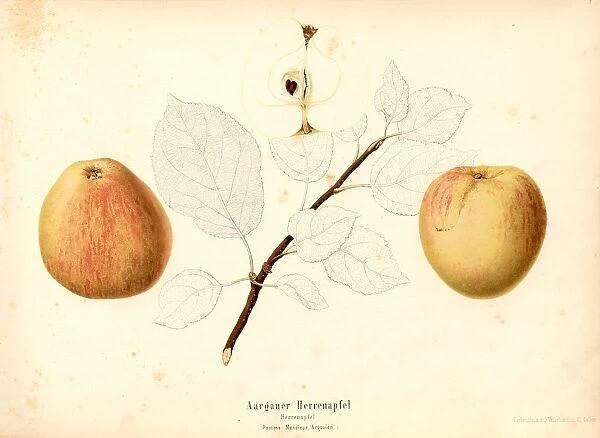 Aargauer Herrenapfel Swiss apple variety Pomme Monsieur Argovien