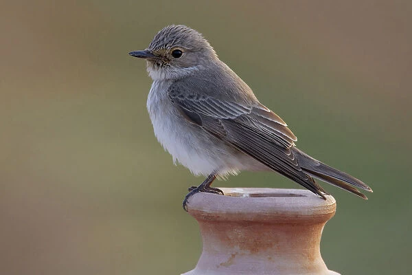 Adult Spotted Flycatcher on look out, Muscicapa striata, Egypt