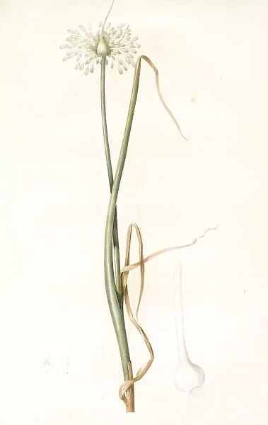 Allium palens, Allium pallens; Ail pale, Dune bentgrass, Redoute, Pierre Joseph